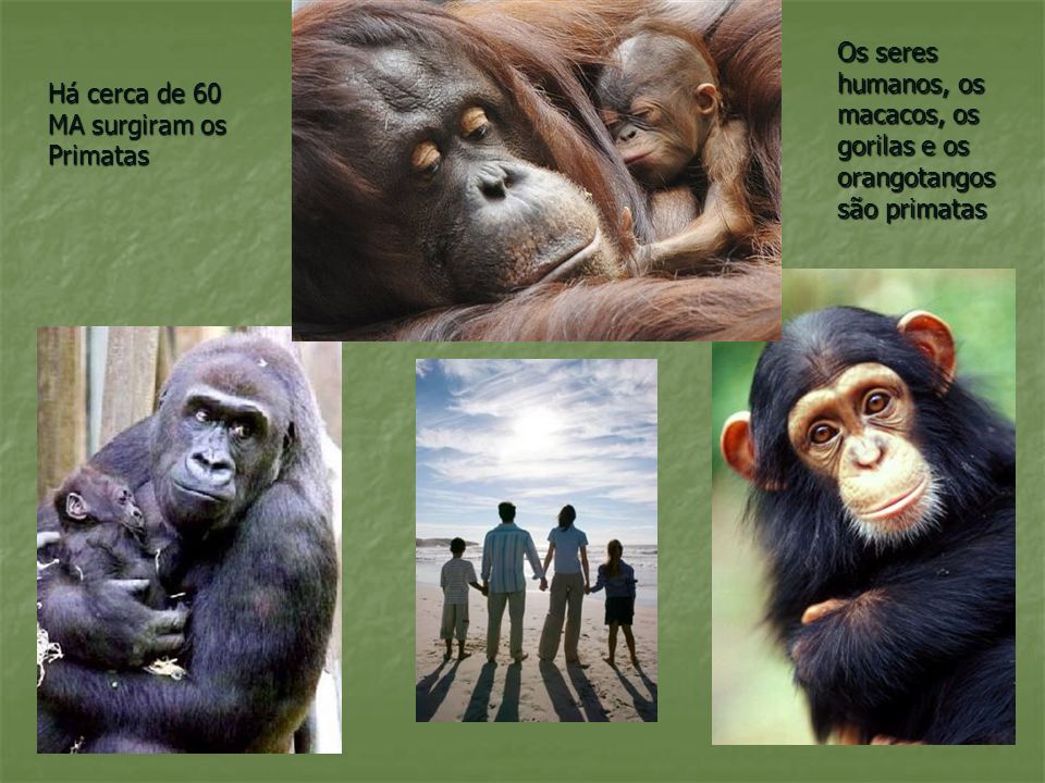 Os seres humanos, os macacos, os gorilas e os orangotangos são primatas