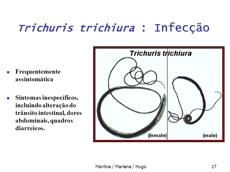 Trichuris trichiura : Infecção