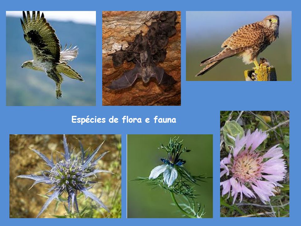 Espécies de flora e fauna