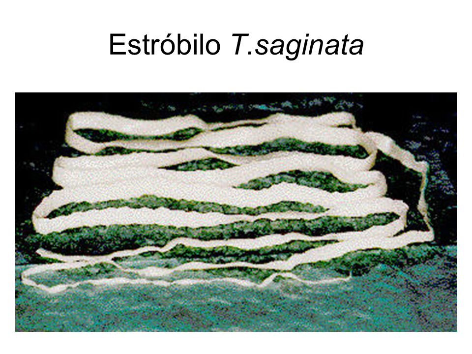Estróbilo T.saginata