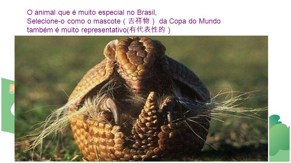 O animal que é muito especial no Brasil,