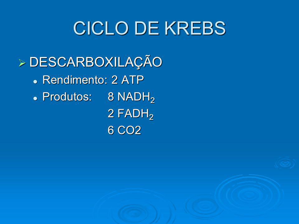 CICLO DE KREBS DESCARBOXILAÇÃO Rendimento: 2 ATP Produtos: 8 NADH2