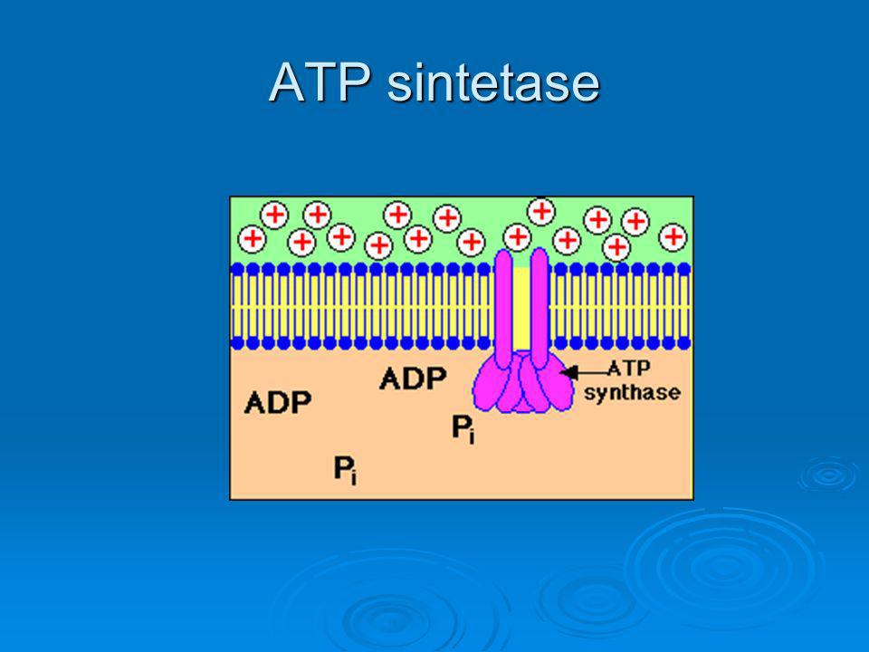 ATP sintetase