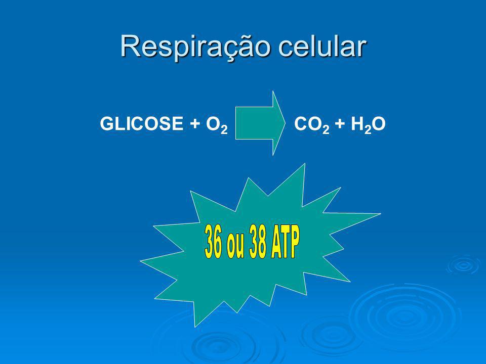 Respiração celular GLICOSE + O2 CO2 + H2O 36 ou 38 ATP