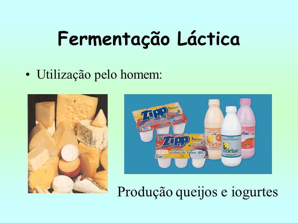 Fermentação Láctica Utilização pelo homem: Produção queijos e iogurtes