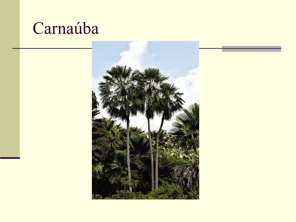 Carnaúba