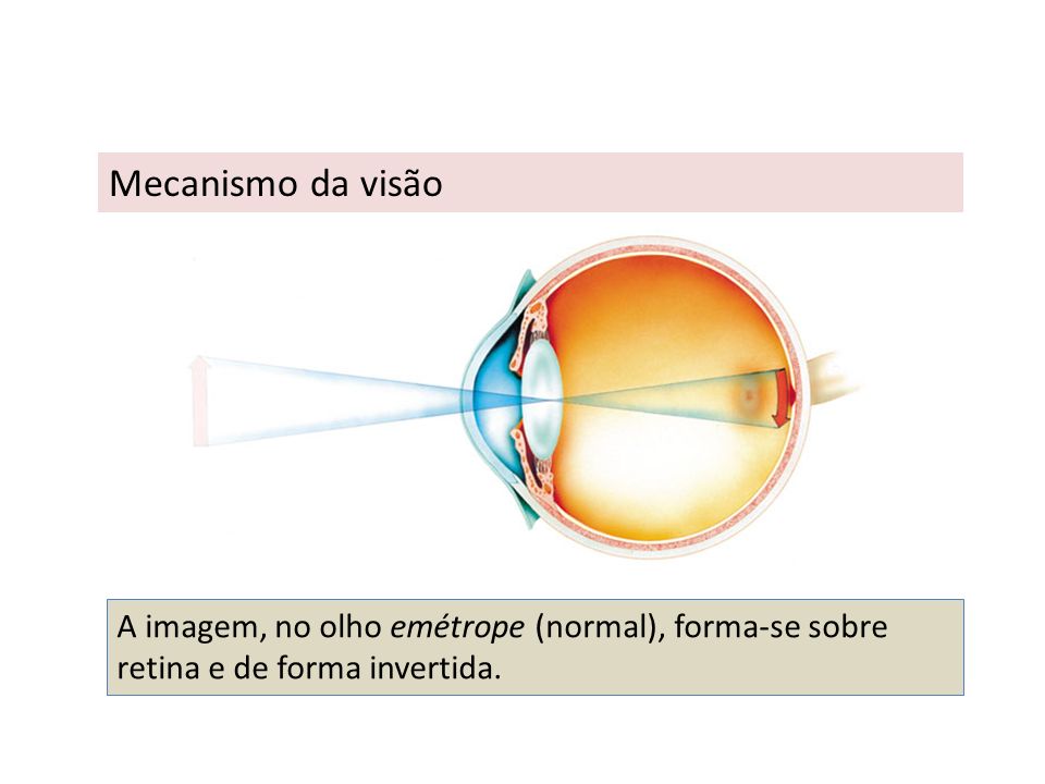 Mecanismo da visão A imagem, no olho emétrope (normal), forma-se sobre retina e de forma invertida.