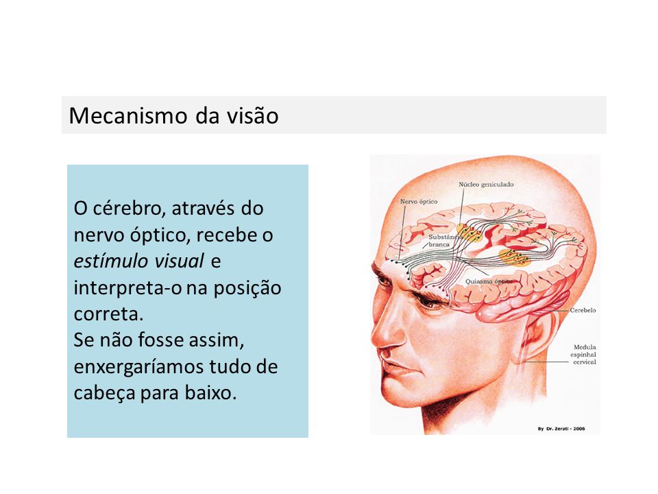 Mecanismo da visão O cérebro, através do nervo óptico, recebe o estímulo visual e interpreta-o na posição correta.