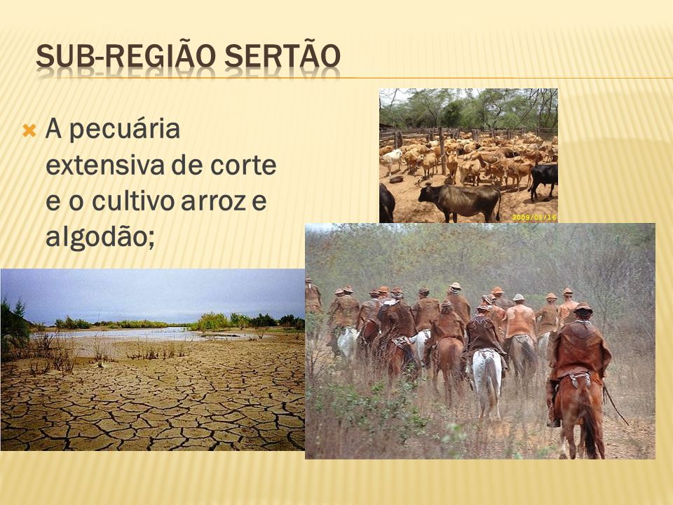 Sub-região Sertão A pecuária extensiva de corte e o cultivo arroz e algodão;