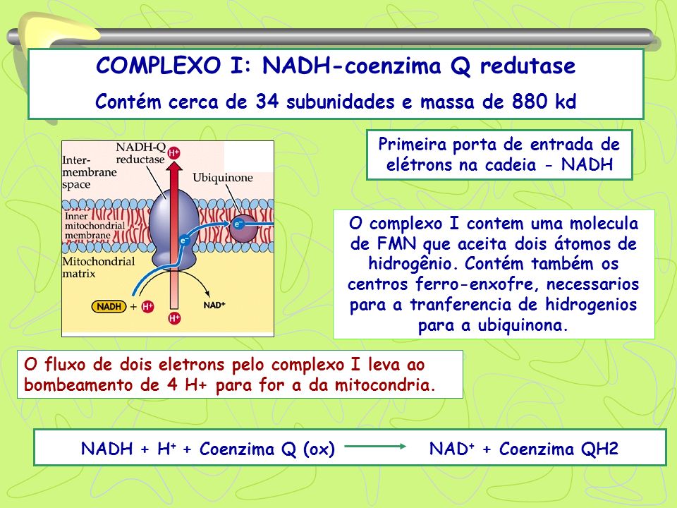COMPLEXO I: NADH-coenzima Q redutase