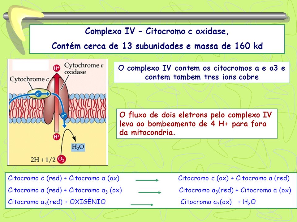 Complexo IV – Citocromo c oxidase,