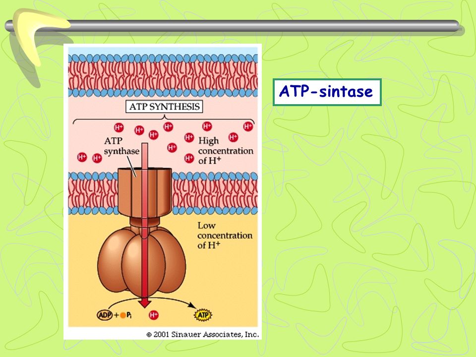 ATP-sintase