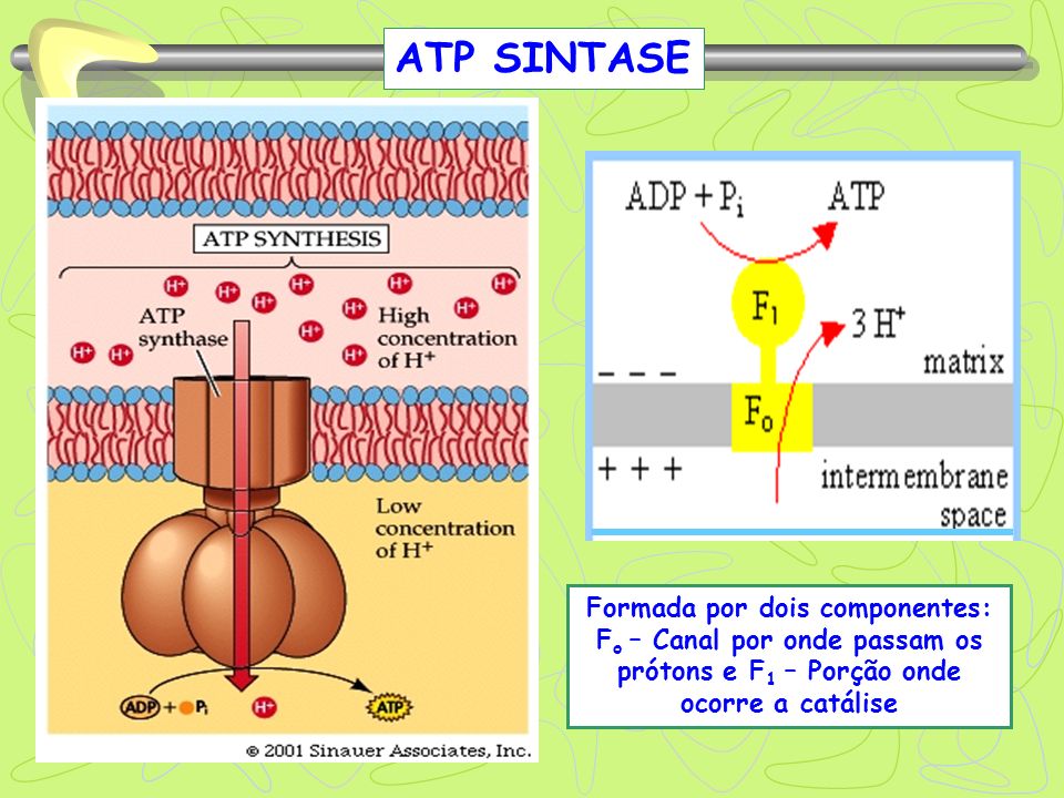 ATP SINTASE Formada por dois componentes: Fo – Canal por onde passam os prótons e F1 – Porção onde ocorre a catálise.