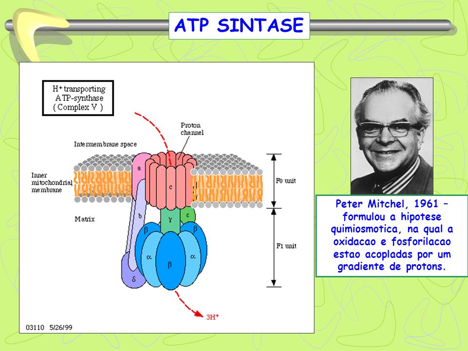 ATP SINTASE Peter Mitchel, 1961 –formulou a hipotese quimiosmotica, na qual a oxidacao e fosforilacao estao acopladas por um gradiente de protons.