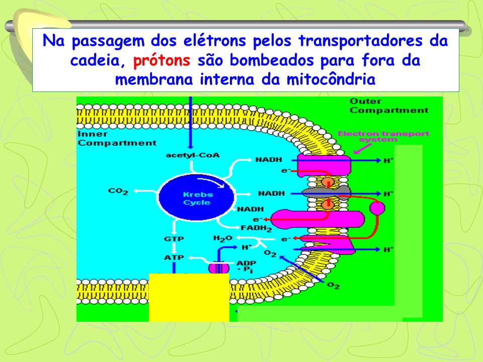 Na passagem dos elétrons pelos transportadores da cadeia, prótons são bombeados para fora da membrana interna da mitocôndria