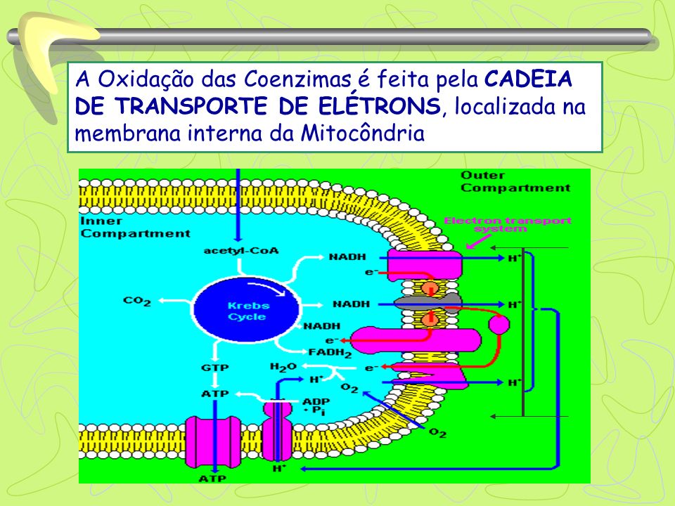 A Oxidação das Coenzimas é feita pela CADEIA DE TRANSPORTE DE ELÉTRONS, localizada na membrana interna da Mitocôndria