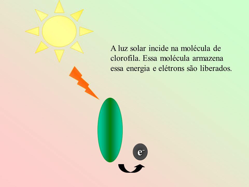A luz solar incide na molécula de clorofila