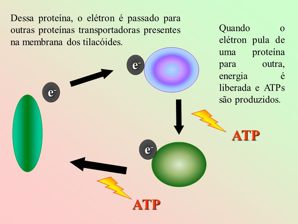 Dessa proteína, o elétron é passado para outras proteínas transportadoras presentes na membrana dos tilacóides.