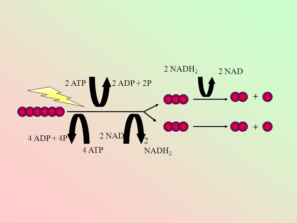 2 NADH2 2 NAD 2 ATP 2 ADP + 2P NAD 4 ADP + 4P 2 NADH2 4 ATP