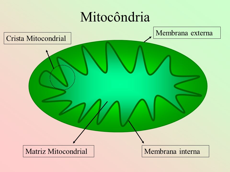 Mitocôndria Membrana externa Crista Mitocondrial Matriz Mitocondrial
