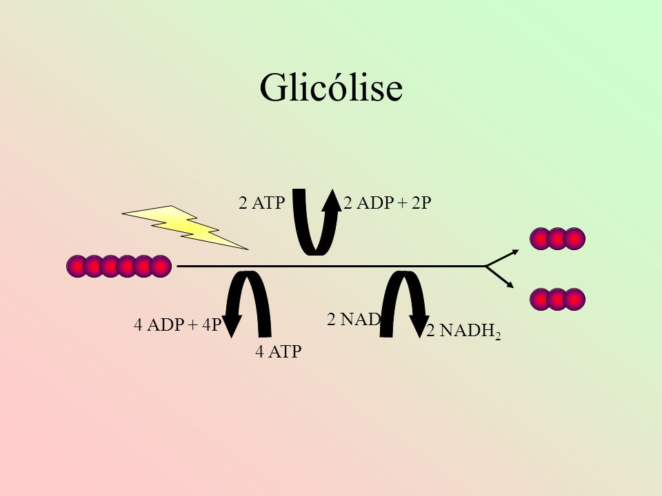 Glicólise 2 ATP 2 ADP + 2P 2 NAD 4 ADP + 4P 2 NADH2 4 ATP