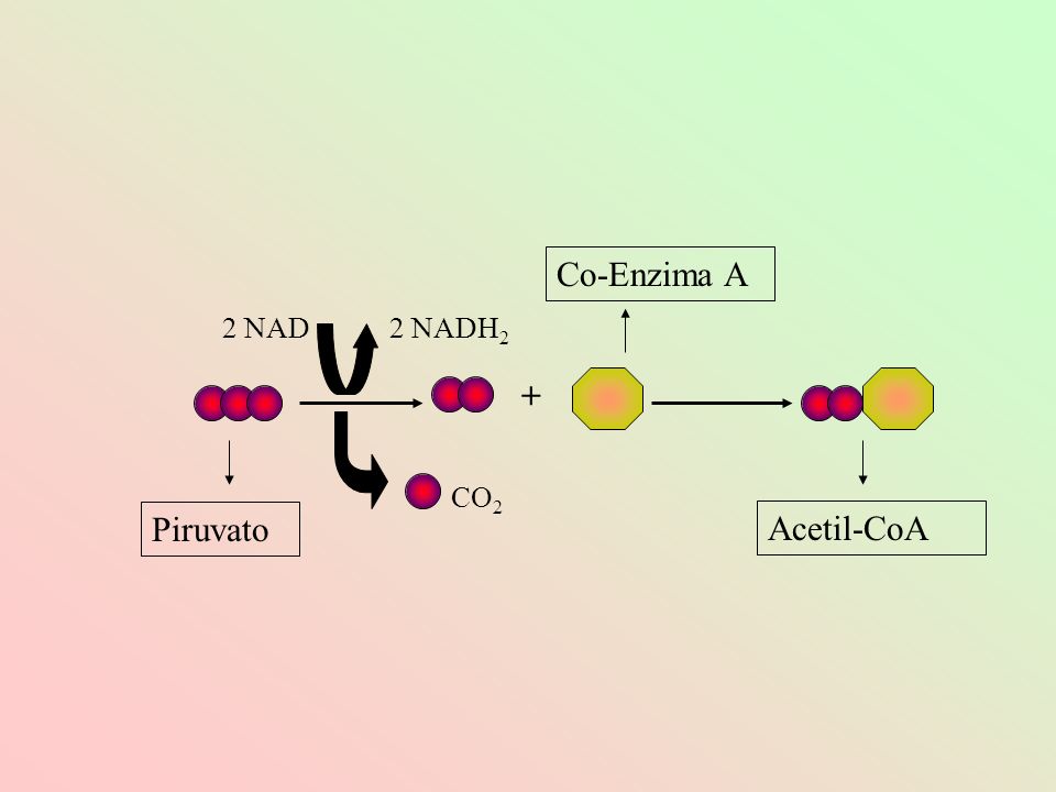 Co-Enzima A 2 NAD 2 NADH2 + CO2 Piruvato Acetil-CoA