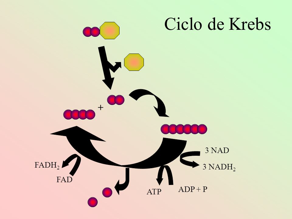 Ciclo de Krebs + 3 NAD FADH2 3 NADH2 FAD ADP + P ATP