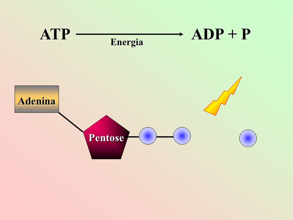 ATP ADP + P Energia Adenina Pentose