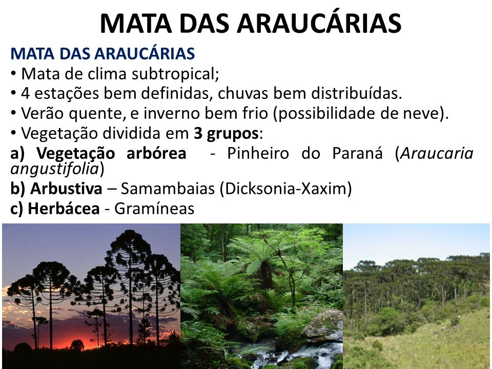 MATA DAS ARAUCÁRIAS MATA DAS ARAUCÁRIAS Mata de clima subtropical;