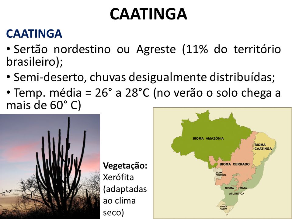 CAATINGA CAATINGA. Sertão nordestino ou Agreste (11% do território brasileiro); Semi-deserto, chuvas desigualmente distribuídas;