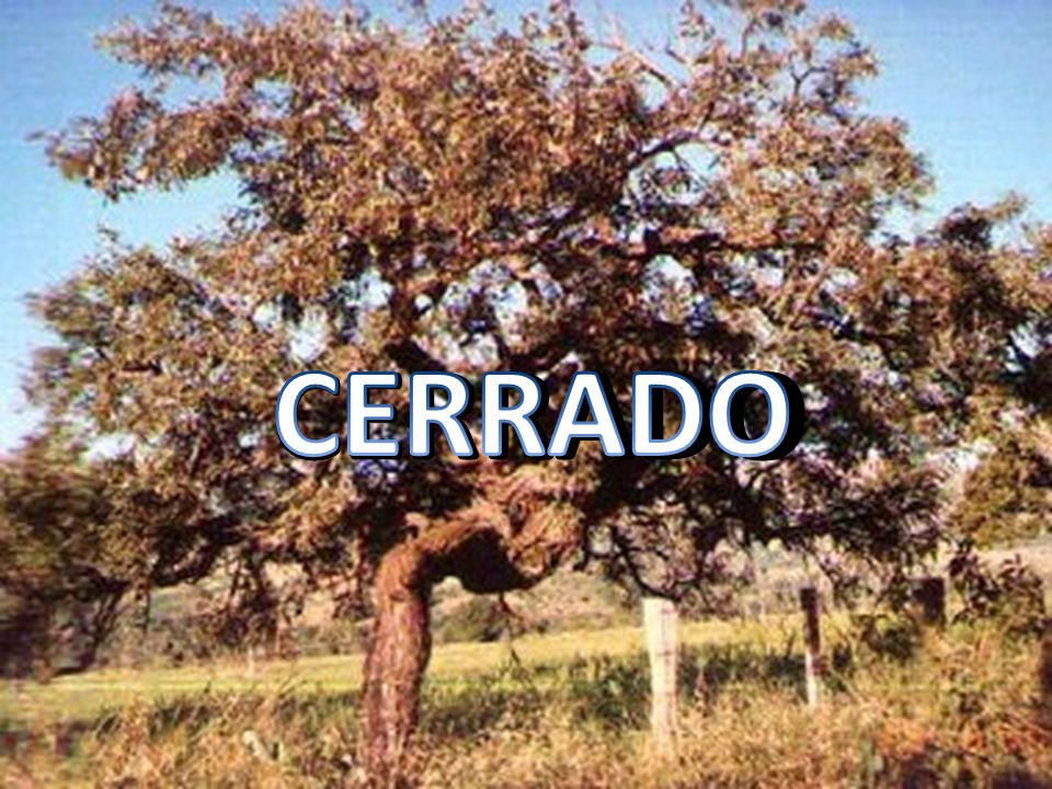 CERRADO