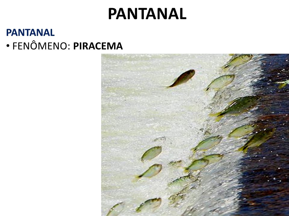 PANTANAL PANTANAL FENÔMENO: PIRACEMA