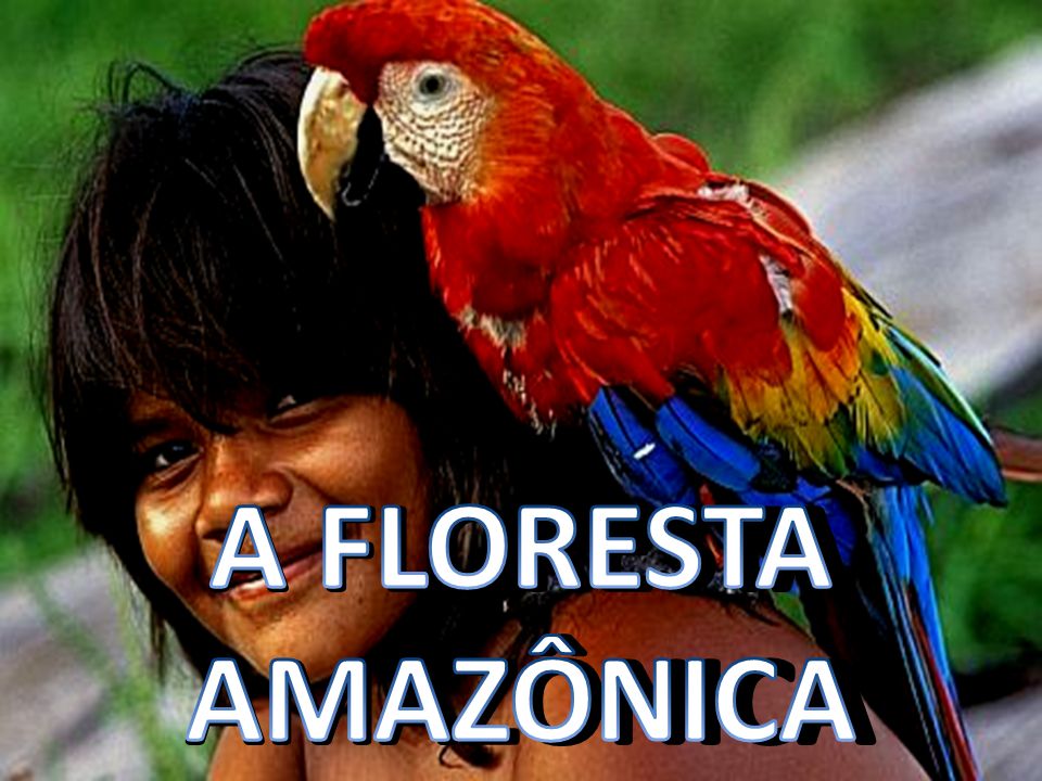 A FLORESTA AMAZÔNICA