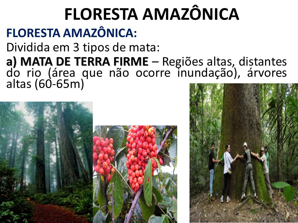 FLORESTA AMAZÔNICA FLORESTA AMAZÔNICA: Dividida em 3 tipos de mata: