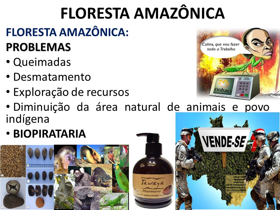 FLORESTA AMAZÔNICA FLORESTA AMAZÔNICA: PROBLEMAS Queimadas