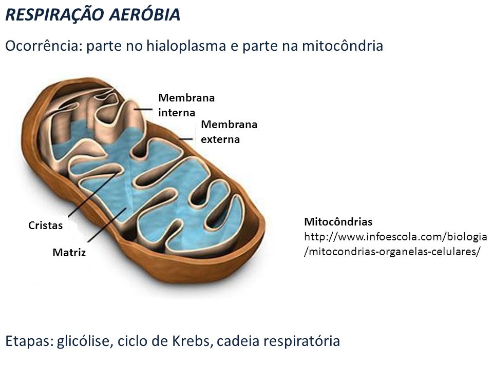RESPIRAÇÃO AERÓBIA Ocorrência: parte no hialoplasma e parte na mitocôndria. Etapas: glicólise, ciclo de Krebs, cadeia respiratória.