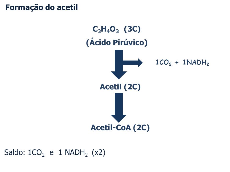 Formação do acetil Saldo: 1CO2 e 1 NADH2 (x2) C3H4O3 (3C)