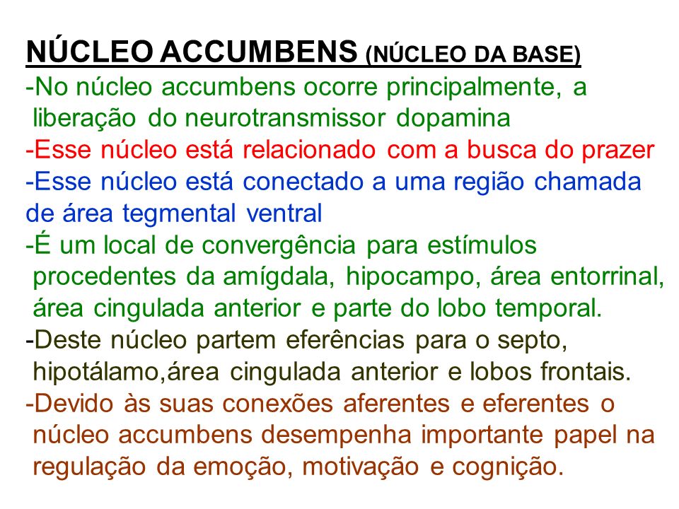 NÚCLEO ACCUMBENS (NÚCLEO DA BASE)
