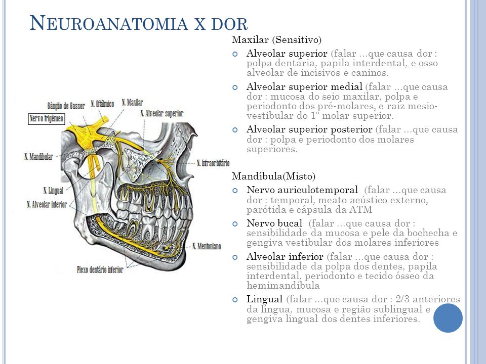 Neuroanatomia x dor Maxilar (Sensitivo)