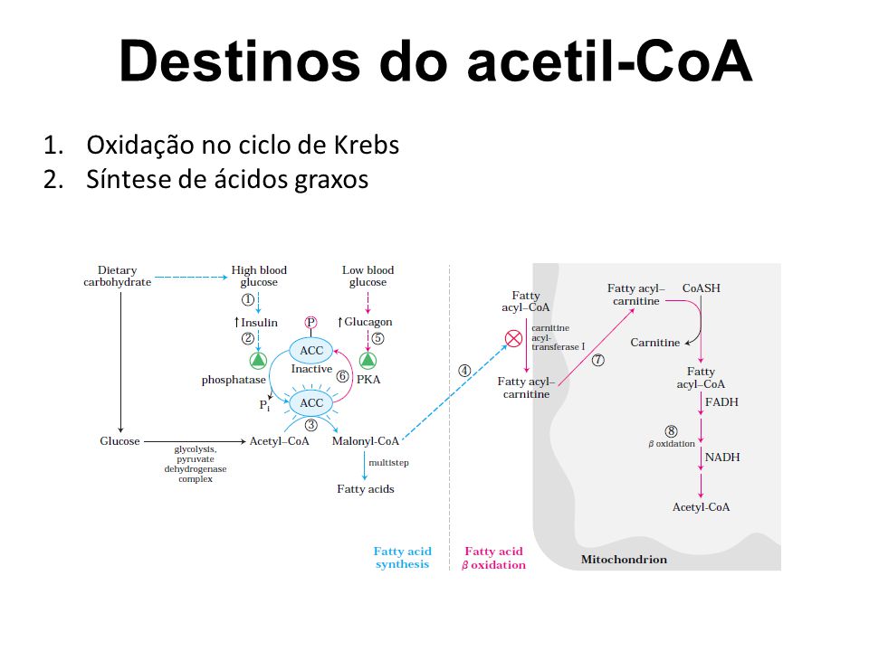 Destinos do acetil-CoA