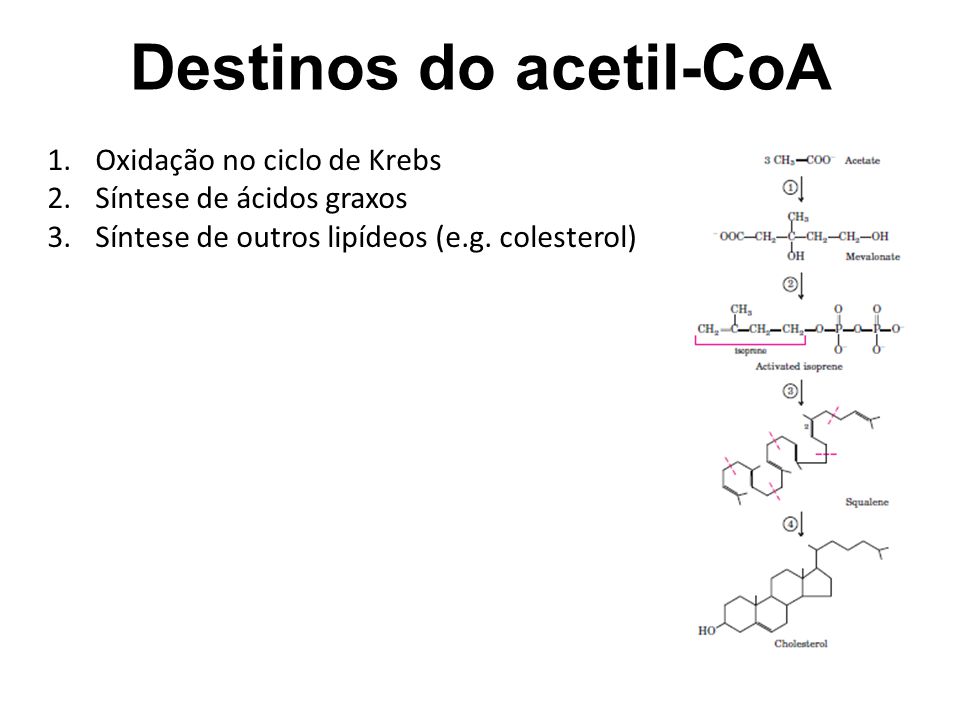 Destinos do acetil-CoA