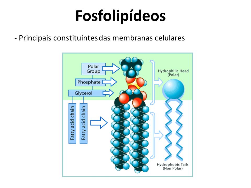 Fosfolipídeos - Principais constituintes das membranas celulares