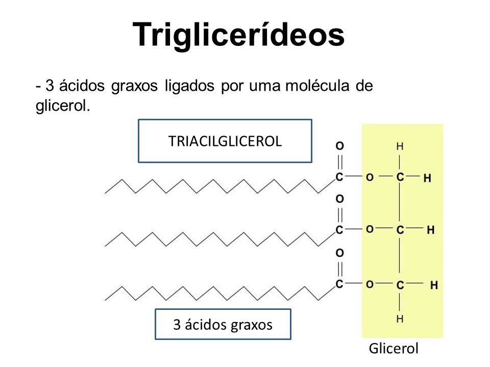 Triglicerídeos - 3 ácidos graxos ligados por uma molécula de glicerol.