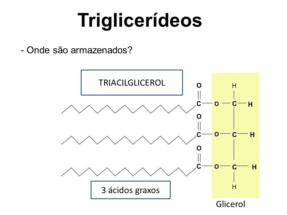 Triglicerídeos - Onde são armazenados TRIACILGLICEROL 3 ácidos graxos