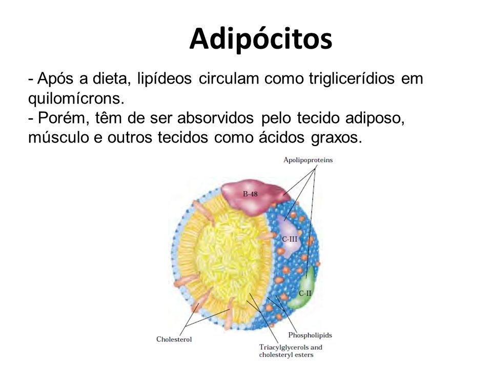 Adipócitos - Após a dieta, lipídeos circulam como triglicerídios em quilomícrons.