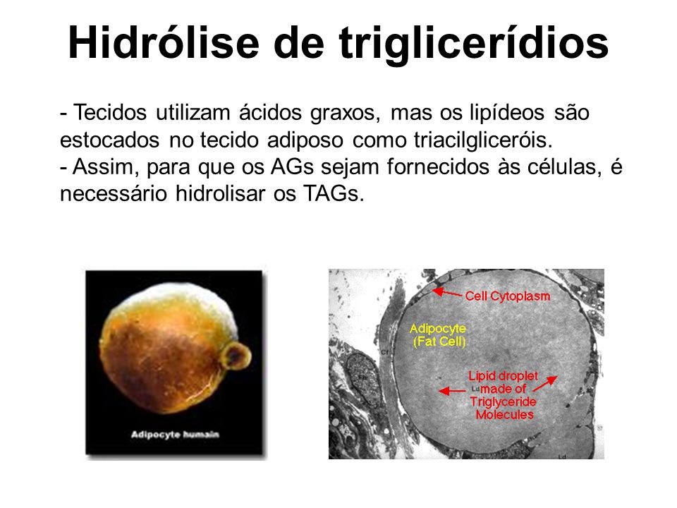 Hidrólise de triglicerídios