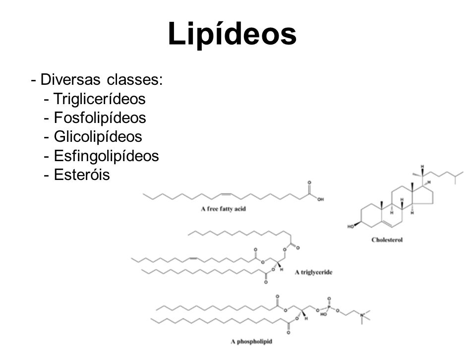 Lipídeos - Diversas classes: - Triglicerídeos - Fosfolipídeos