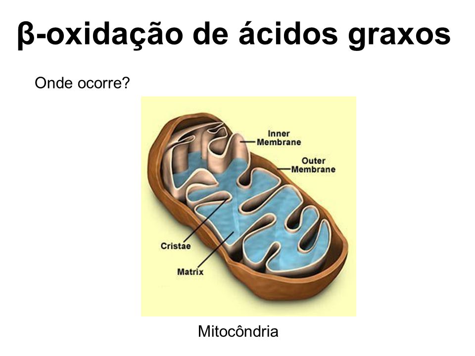 β-oxidação de ácidos graxos