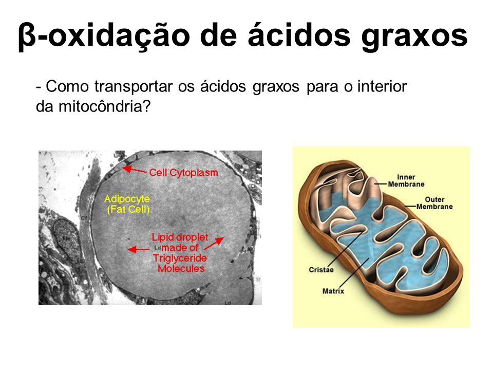 β-oxidação de ácidos graxos