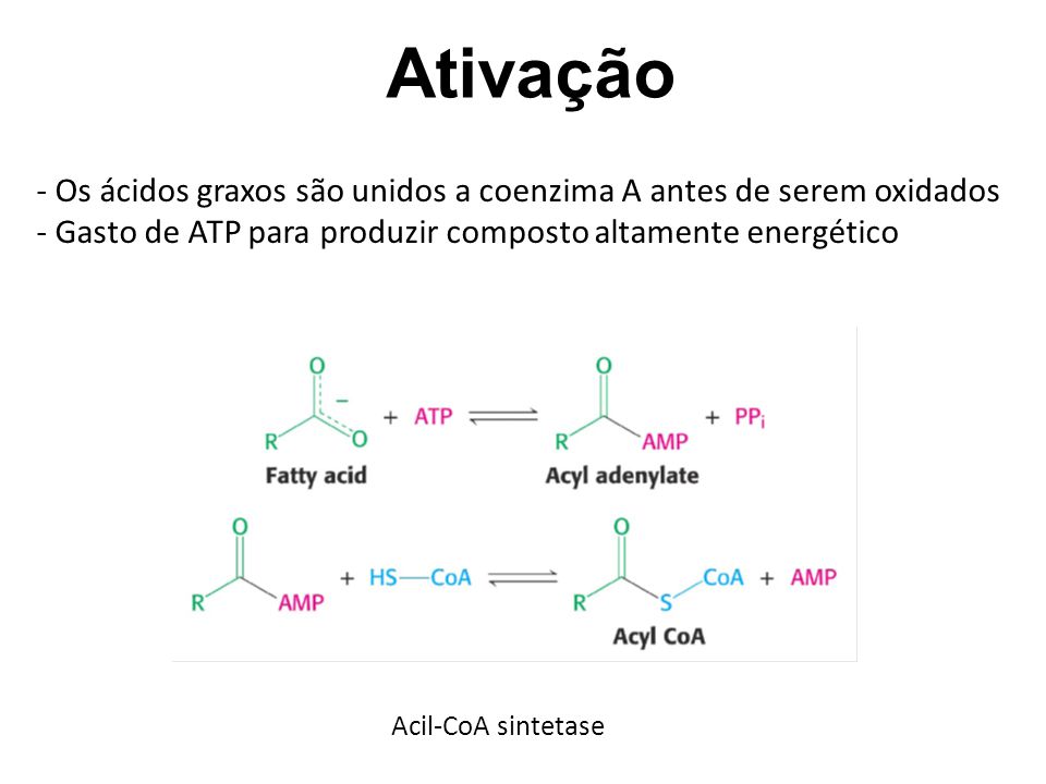 Ativação Os ácidos graxos são unidos a coenzima A antes de serem oxidados. Gasto de ATP para produzir composto altamente energético.